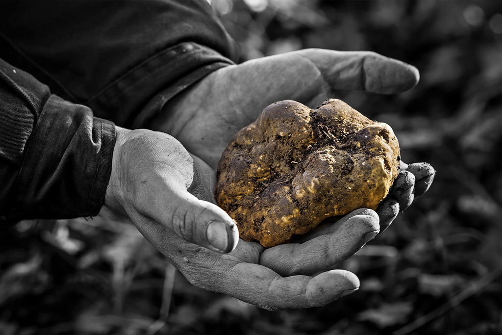 Truffle hunting tour experience in San Miniato between Pisa and Florence