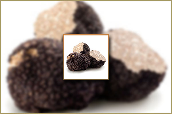 Truffe noire Uncinato - Tuber Uncinatum