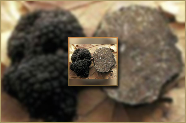 Searching High and Low for Truffles in Tuscany and Umbria