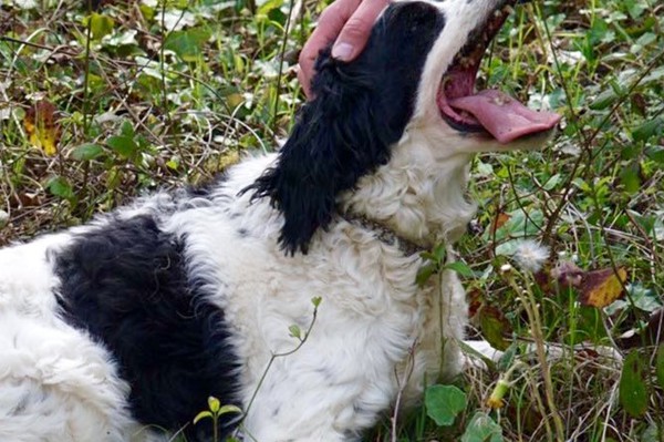 Truffle in Tuscany is truffle hunting experience in San Miniato