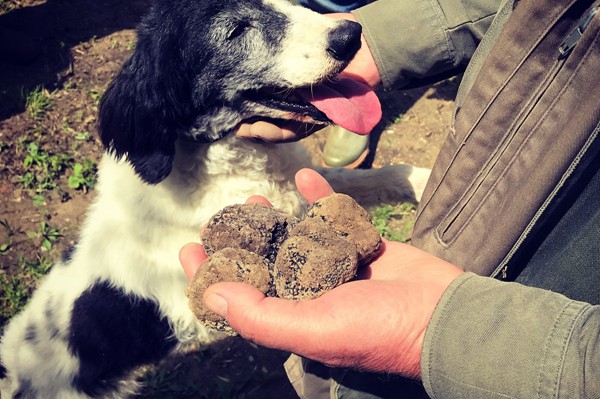 Truffle in Tuscany is truffle hunting experience in San Miniato