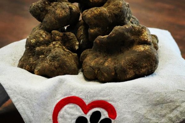 Truffle in Tuscany is truffle hunting experience in San Miniato