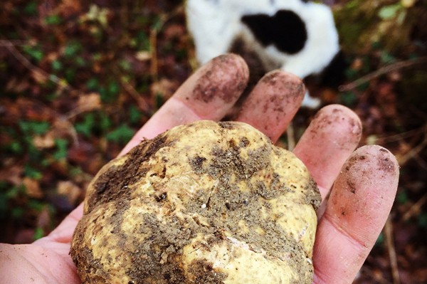 Truffle in Tuscany is truffle hunting experience in San Miniato