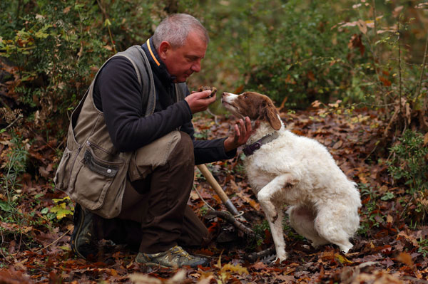 Truffle in Tuscany is truffle hunting experience in San Miniato Pisa Florence