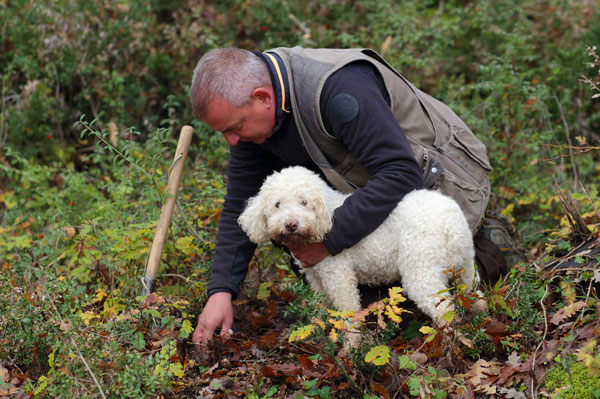 Truffle in Tuscany is truffle hunting experience in San Miniato Pisa Florence