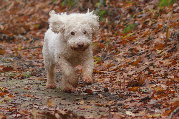 Truffle in Tuscany is truffle hunting experience in San Miniato Pisa Florence