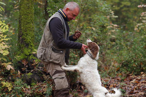 Truffle in Tuscany is truffle hunting experience in San Miniato Pisa Florence