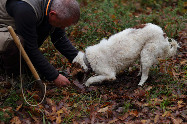 Truffle in Tuscany is truffle hunting experience in San Miniato Pisa Florence