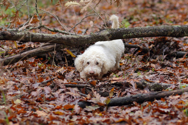 Truffle in Tuscany is truffle hunting experience in San Miniato Pisa Florence