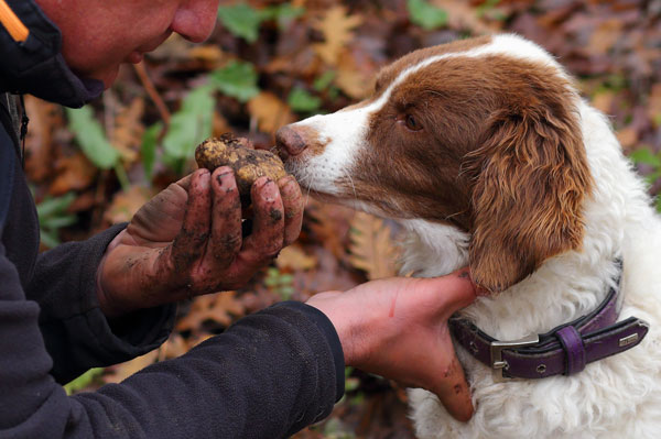 Truffle in Tuscany is truffle hunting experience in San Miniato Pisa Florence