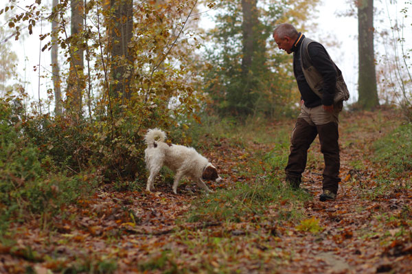 Truffle in Tuscany is truffle hunting experience in San Miniato Pisa Florence