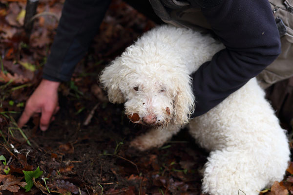 Truffle in Tuscany is truffle hunting experience in San Miniato Pisa Florence