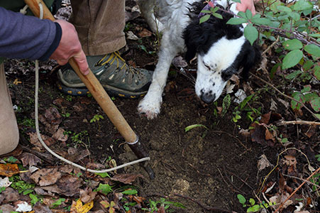 Real truffle experience with Truffle in Tuscany
