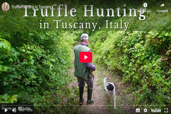 Video foraging truffle hunter cerca tartufo San Miniato