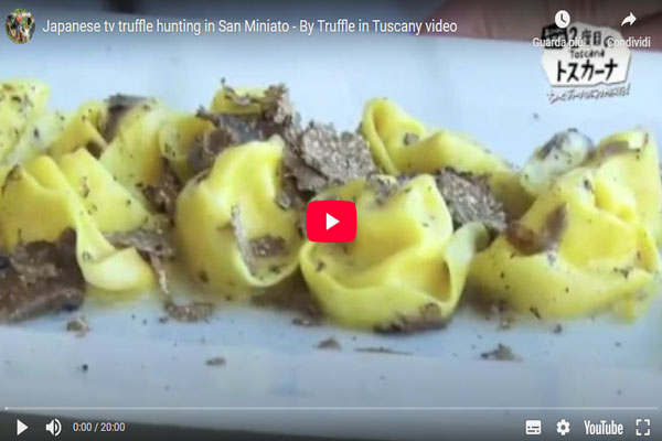 Video foraging truffle hunter cerca tartufo San Miniato