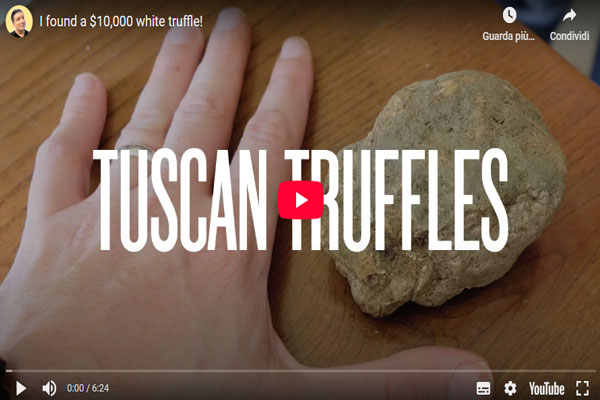 Video foraging truffle hunter cerca tartufo San Miniato