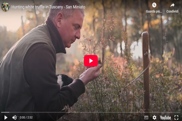 Video foraging truffle hunter cerca tartufo San Miniato